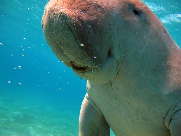 istock Dugongo. Sea Cow . 1393950339