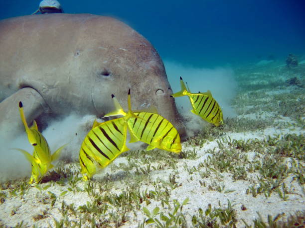 istock Dugongo. Sea Cow. 1393950345