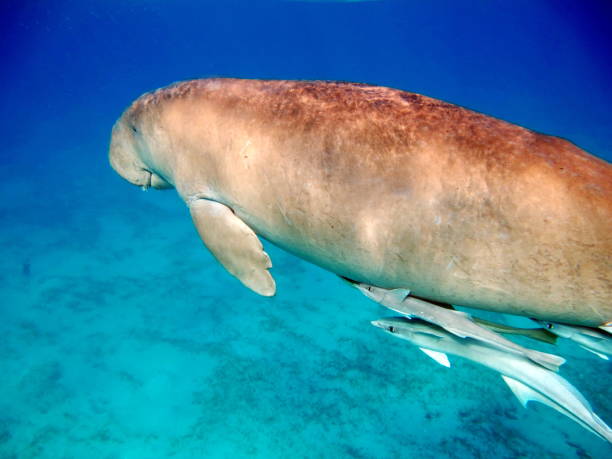 istock Dugongo. Sea Cow . 1393950346