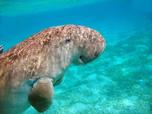 istock Dugongo. Sea Cow. 1393950347