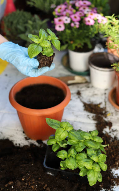 istock Planting Home Plants. 1393950388