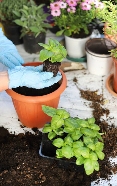 istock Planting Home Plants. 1393950401