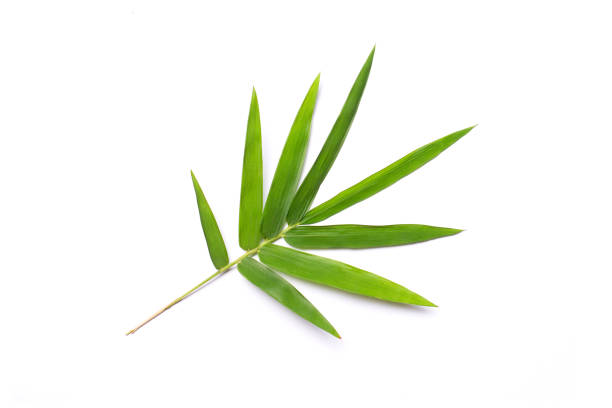 Fresh bamboo leaves isolate on white background. Fresh bamboo leaves isolate on white background. Top view. Flat lay. bamboo leaf stock pictures, royalty-free photos & images