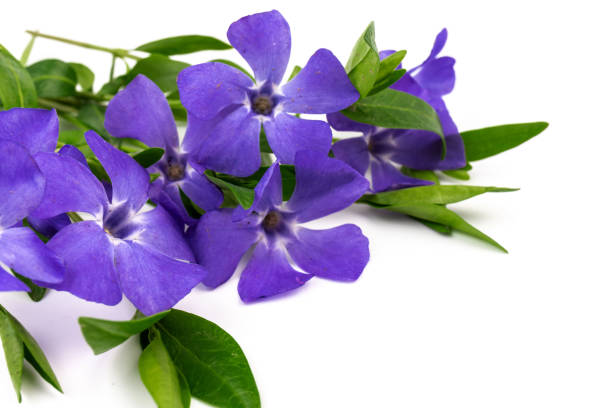 istock Blue periwinkles isolated on white background. Spring flowers. 1393951944