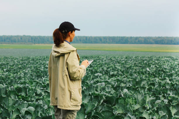 istock Farmer control quality of cabbage crop before harvesting. Woman agronomist using digital tablet and modern technology in agricultural field. 1393953242