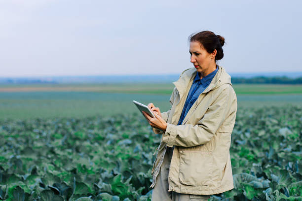 istock Farmer control quality of cabbage crop before harvesting. Woman agronomist using digital tablet and modern technology in agricultural field. 1393953273