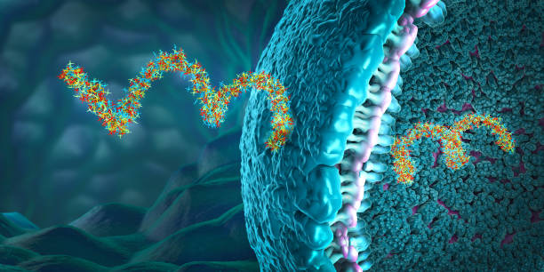 fios de ácido ribonucleico constituídos por nucleotídeos importantes para a biosíntese proteica - ilustração 3d - laboratory research dna molecular structure - fotografias e filmes do acervo