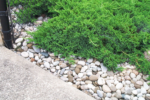 low evergreen in pebbles