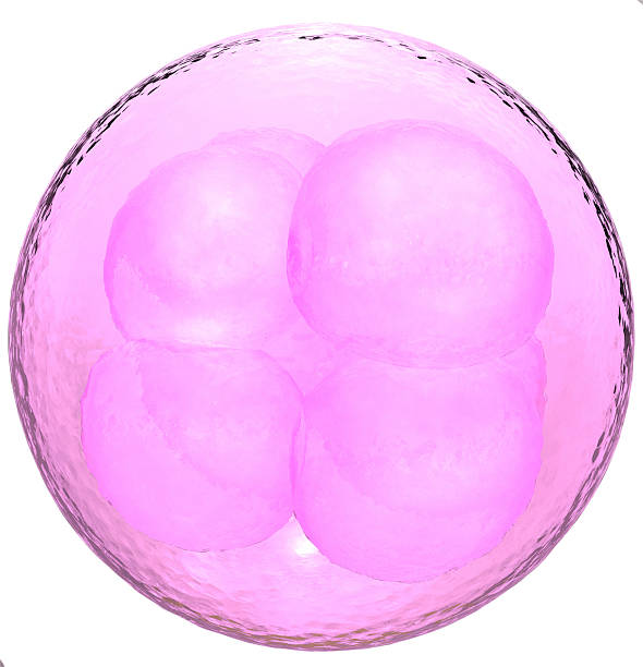 Stammzelle cluster II – Foto