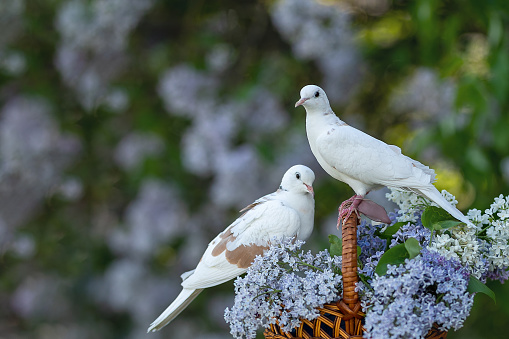 two domestic pigeons cooing on a basket of lilac flowers