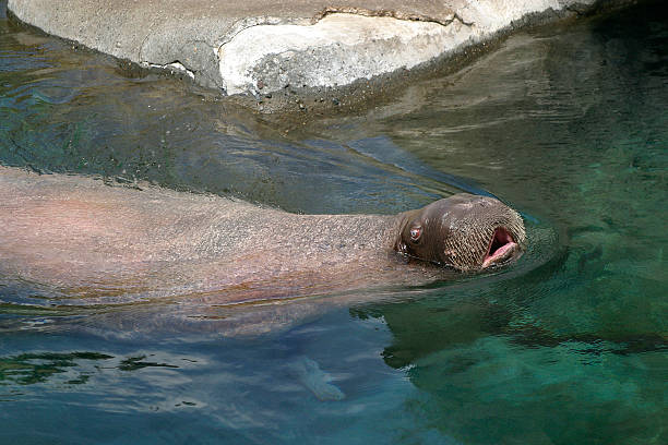 istock walrus.jpg 139395507