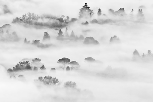 Autumn landscape with fog