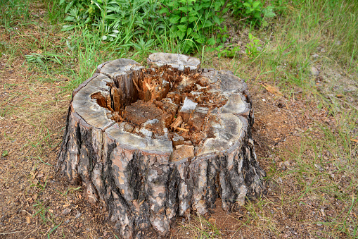 birch stump in summer forest, close-up