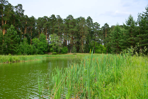 forest pond surrounded with green grass and reeds and pine trees in summer