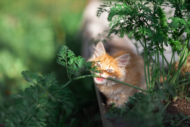 Close up portrait of cute red kitten eating green grass in a garden. stock photo