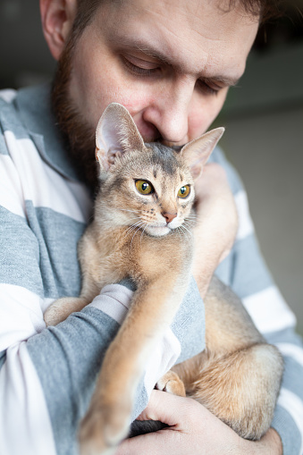 Close up of bearded man kissing his grey cat. Cute Abyssinian kitten of blue color. Love relationship between human and cat. Pets care. Cat day. Vertical image. Selective focus.
