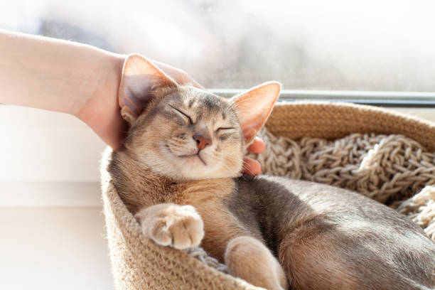 Girls hand petting abyssinian blue cat sleeping in jute bed on a windowsill. stock photo