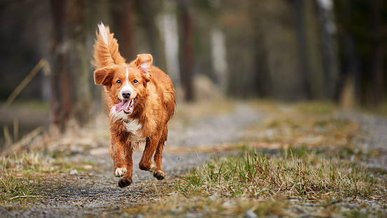 Front view of fast running happy dog. Selective focus on Nova Scotia Duck Tolling Retriever on footpath against forest.\