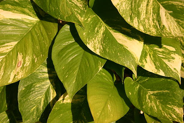 Green leaves under bright sun stock photo