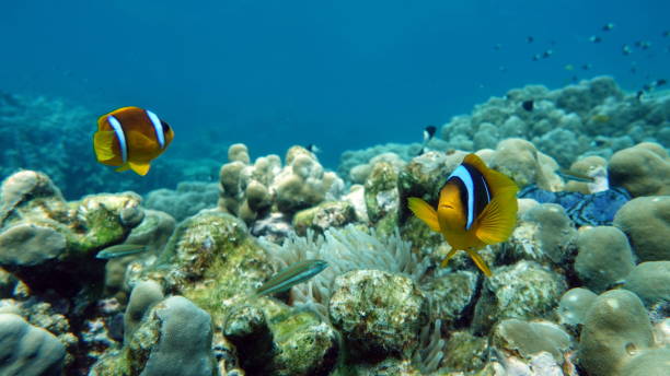 istock Red sea clown fish. 1393956960