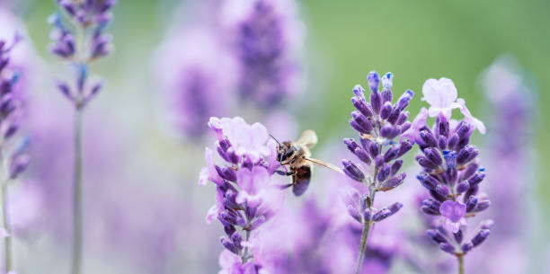 istock Pollination with bee and lavender with sunshine, sunny lavender. 1393957549