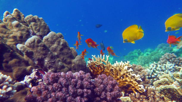 istock Beautiful fish on the Red Sea reef. 1393957625