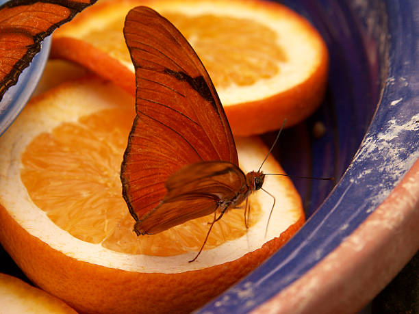 Butterfly on Citrus stock photo