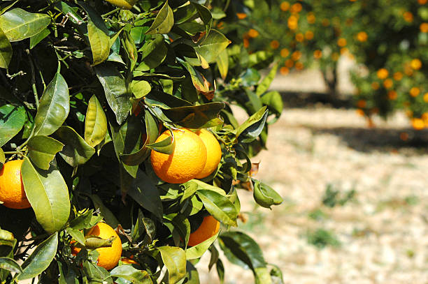 oranges on a tree stock photo