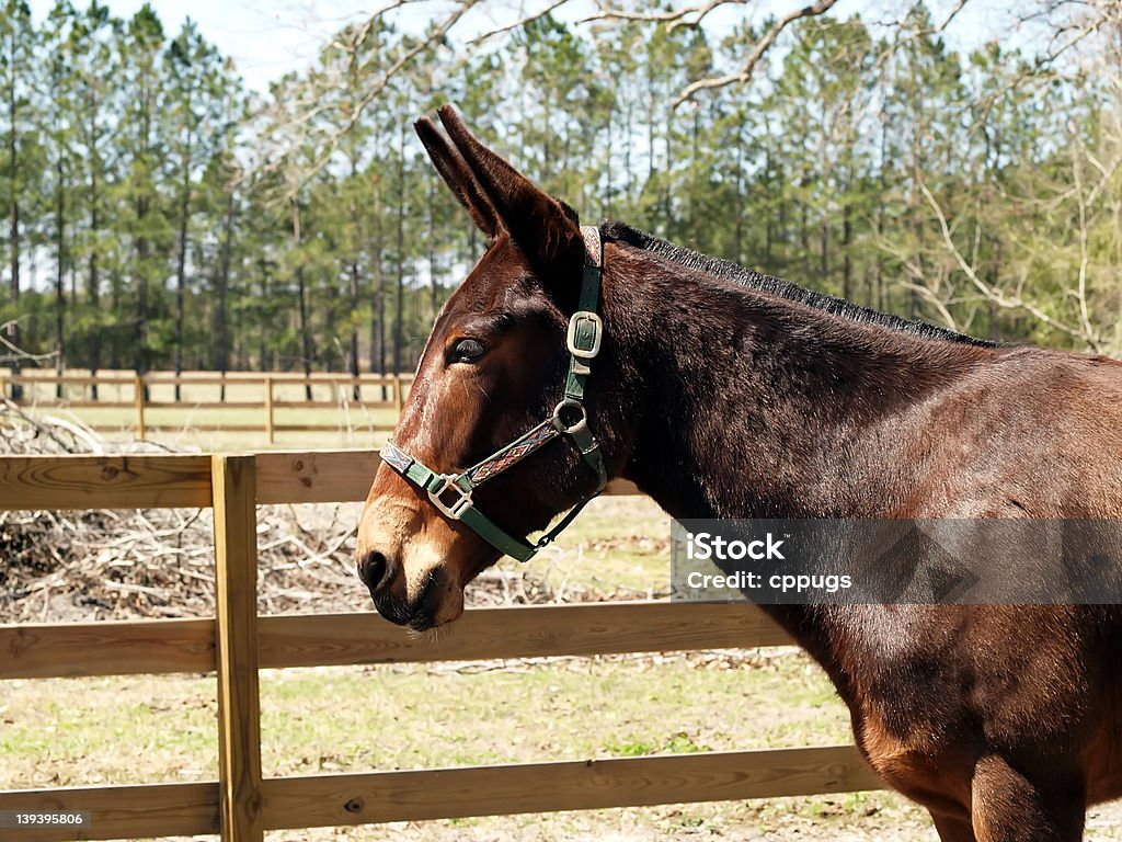 Mula de vedação - Royalty-free Animal Foto de stock