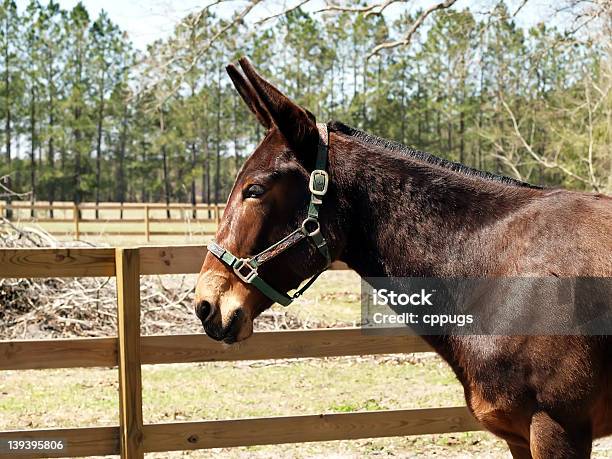 Mula De Vedação - Fotografias de stock e mais imagens de Animal - Animal, Ao Ar Livre, Atração de Parque de Diversão