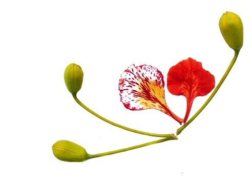 Flam-boyant, The Flame Tree, Royal Poinciana on white background.