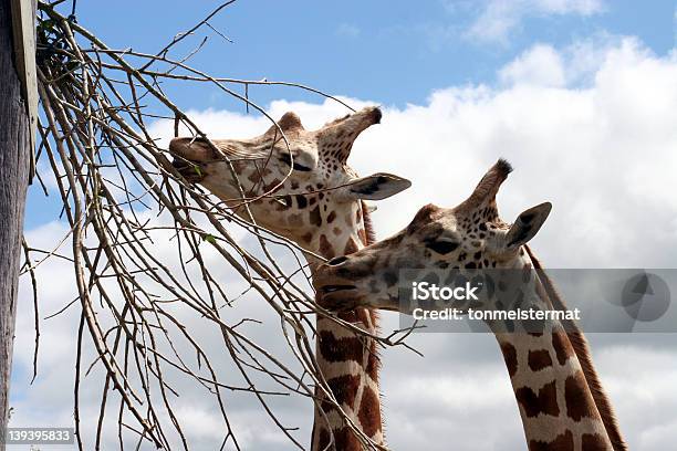 Giraffe Mangiare Rami - Fotografie stock e altre immagini di Africa - Africa, Alto, Animale da safari