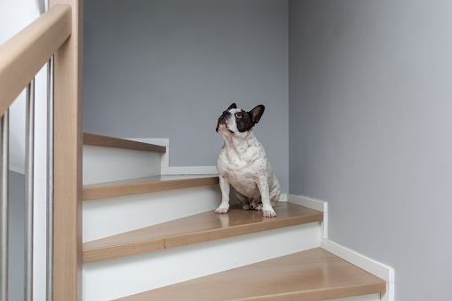 Black and white French Bulldog sitting on the stairs in the house