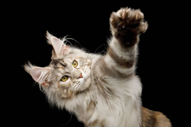 istock Huge Maine Coon Cat Isolated on Black Background 1393958363