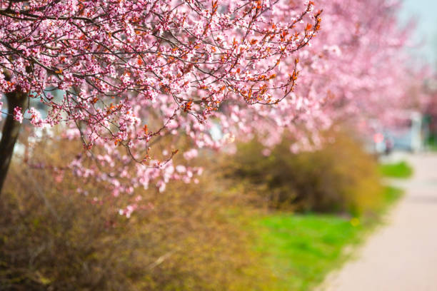 Spring alley of blossom pink cherry trees.