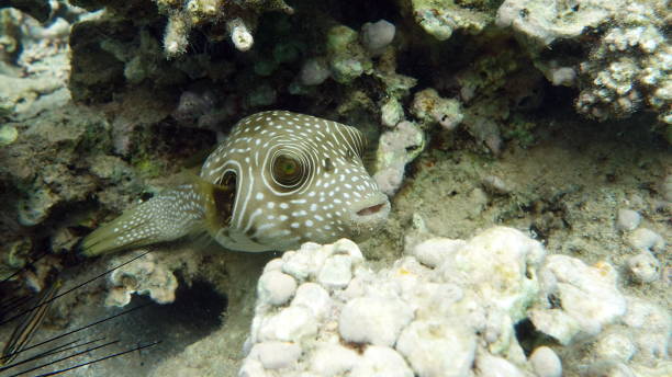 istock Beautiful fish on the Red Sea reef. 1393960474