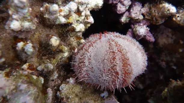 Echinoderms - type Echinoderm. Sea urchins - Echinoidea. Toxopneustidae - Toxopneustidae.