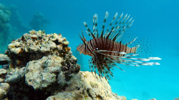 istock Lion Fish in the Red Sea. 1393960485