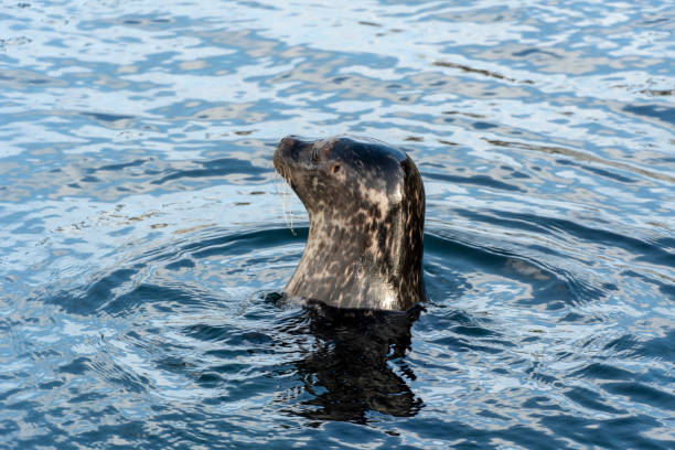 istock Seal in Lofoten islands Norway 1393960747