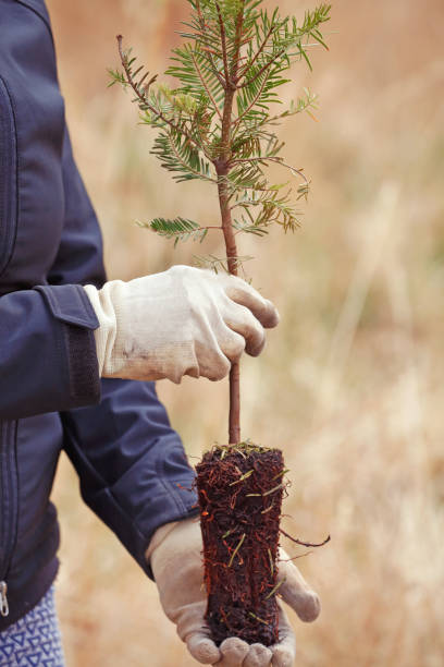 istock Woman plantning trees 1393960799