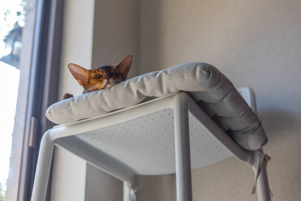 istock An Abyssinian cat fell asleep by the window 1393961602