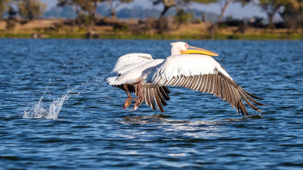Great white pelican, Pelicanus Onocrotatus, takes off from the blue waters of Lake Naivasha, Kenya. stock photo