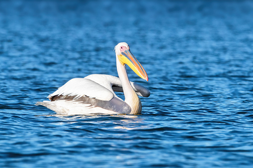 A great white pelican, Pelecanus onocrotalus, swims in the blue waters of Lake Naivasha, Kenya. East Africa.