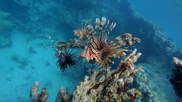 istock Lion Fish in the Red Sea. 1393961698