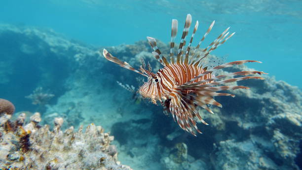 istock Lion Fish in the Red Sea. 1393961816