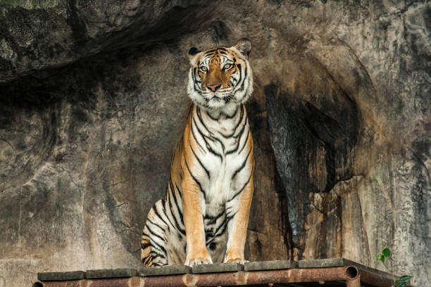 istock Tiger in the zoo 1393961818