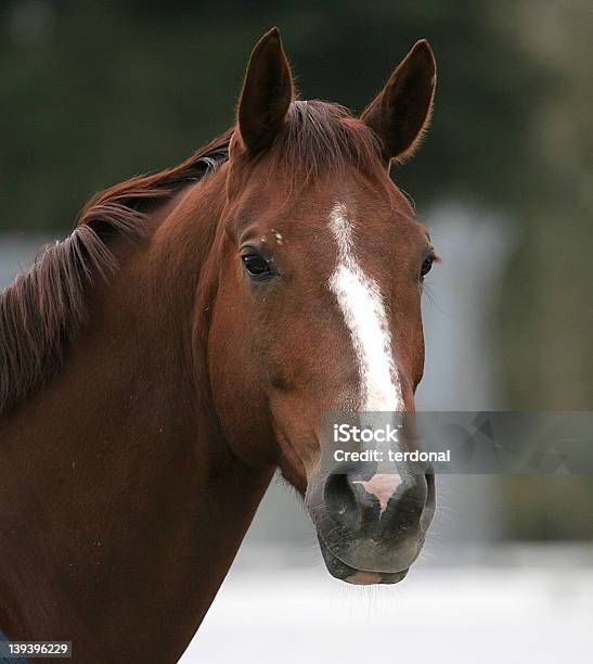 Лошадь Портрет — стоковые фотографии и другие картинки Вертикальный - Вертикальный, Голова животного, Грива
