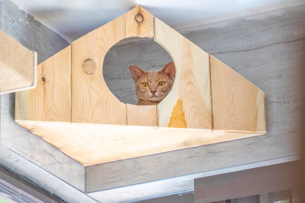 An abyssinian cat looking down from a height indoors