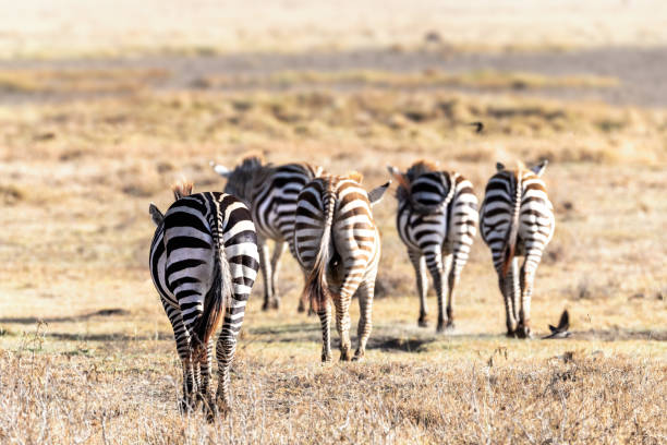 eine gruppe gewöhnlicher zebras, die durch das grasland des lake nakuru nationalparks, kenia wandern - zebra walk stock-fotos und bilder