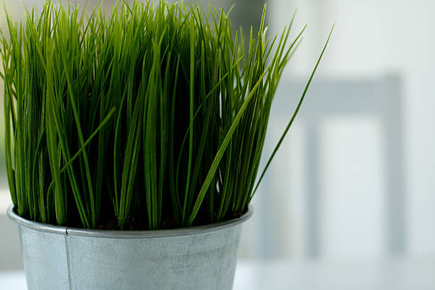 istock Wheatgrass centerpiece 139396386